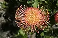 Leucospermum cordifolium