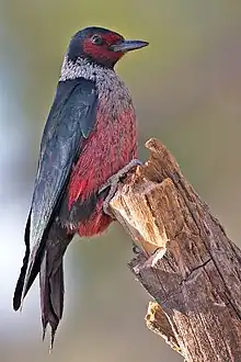 *Lewis's woodpecker