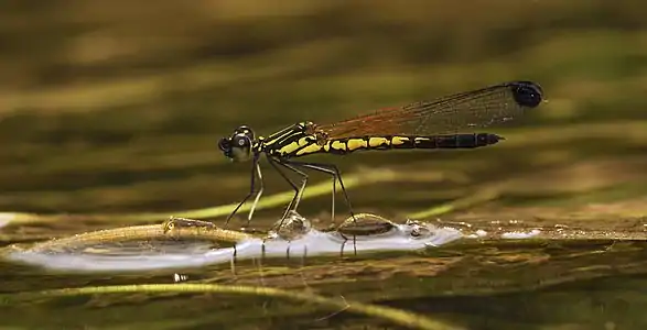 Libellago indica male