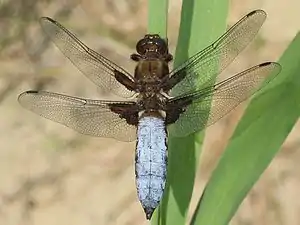 Libellula depressa resting