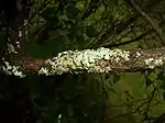 Lichen on a lilac bush