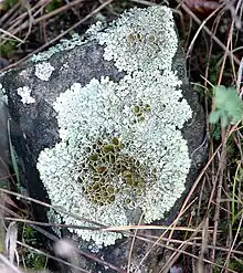 Unidentified Xanthoparmelia sp.