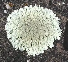 Xanthoparmelia cf. lavicola, on basalt in Hawaii.