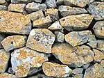 Crustose lichens on limestone in Alta Murgia-Southern Italy