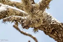 Lichens at Tsimanampetsotsa National Park, Madagascar