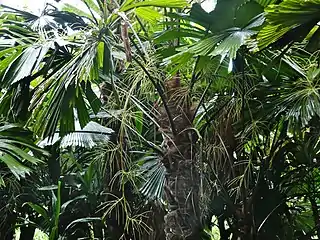 The spidery inflorescence