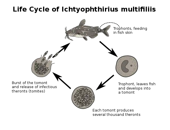 Life cycle of the endoparasite Ichthyophthirius multifiliis, commonly called ich