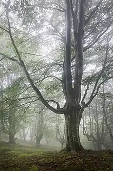 Old beeches in a forest. The structure with a thick trunk and proportionally thin branches is reminiscient of a use as pollards