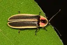A lightning bug on a leaf