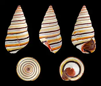 Image 13Liguus virgineusPhotograph: H. ZellLiguus virgineus, also known as the candy cane snail, is a species of snail in the family Orthalicidae. It is native to the Caribbean island of Hispaniola, in the nations of Haiti and the Dominican Republic. There have also been at least three reports of living specimens being found in the Florida Keys of the United States. The snail lives on trees and feeds on moss, fungi and microscopic algae covering the bark.More selected pictures