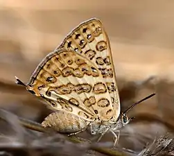 Ventral view