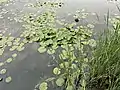 Lilies at the Marshes near Rouge beach park