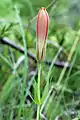 Immature flower