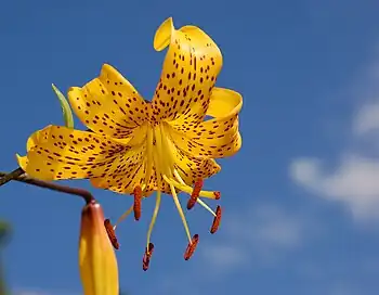 Lilium Citronella