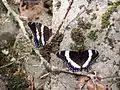 Limenitis arthemis arthemis, New Brunswick, Canada