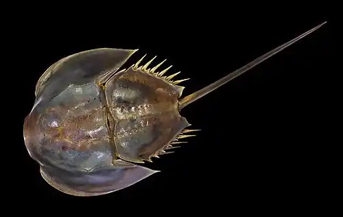 Image 24Atlantic horseshoe crabCredit: Didier DescouensThe Atlantic horseshoe crab, Limulus polyphemus, is a marine chelicerate arthropod. It is most commonly found in the Gulf of Mexico and along the northern Atlantic coast of North America, with Delaware Bay a main area of annual migration.More selected pictures