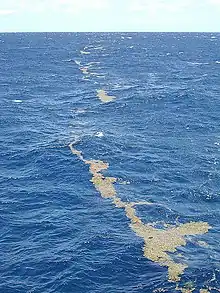 Mahi-mahi are attracted to Sargassum, floating brown algae that serve as both a hiding place and source of food. Lines of this genus can stretch for miles along the ocean surface.