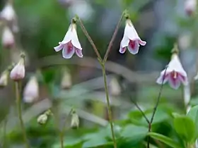 The twinflower genus Linnaea