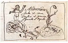 The mythological Andromeda and the plant he named for her.