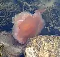 Lion's mane jellyfish in star formation