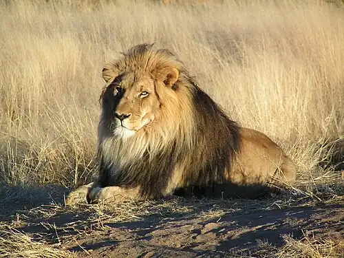 The Lion, totem of the god of justice Egbesu and heraldic beast of the House of Fubara Manilla Pepple.