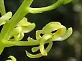 Close-up of L. reflexa flower