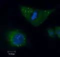 Lipid droplets in murine microglia