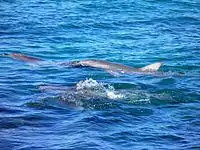 Bottlenosed dolphins at Lipson Cove, Spencer Gulf, South Australia