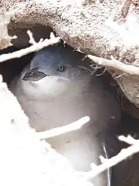 Little penguin in burrow on Lipson Island, Spencer Gulf, South Australia