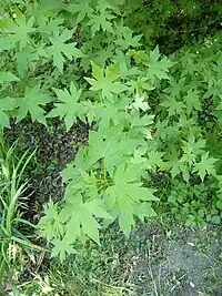 Foliage of Liquidambar orientalis