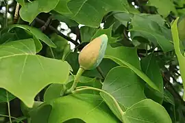 Large gray-green flower bud with yellow bract