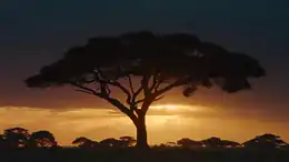 A tree with sunrise in the background