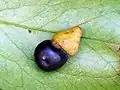 Litsea reticulata fruit Foxground, Australia