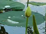 Leaf and flower bud