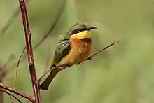 M. p. pusillus, Gambia