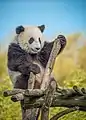 Little Giant Panda