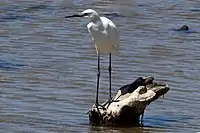 Little blue heron, immature