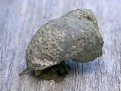 The shell of this Littoraria irrorata individual is covered in the lichen Pyrenocollema halodytes