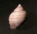 Abapertural view