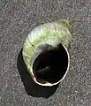 Austrolittorina antipodum apertural view