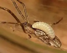 Larva of Acrodactyla quadrisculpta parasitising spider