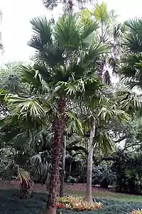 However, the trunk is covered in persistent leaf bases for a long time