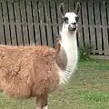 One of the three llamas at the farm