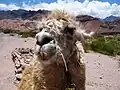 Llama