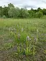 A stand of endangered military orchid.