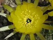 Close up of flower