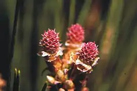 Young female cones of loblolly pine receptive for pollination.