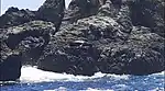 Sea lions in the surroundings of Salango Island