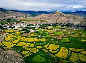 Barley and Buckwheat fields of Lomangthang, Upper Mustang.