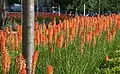 Kniphofia planted near Canary Wharf in London